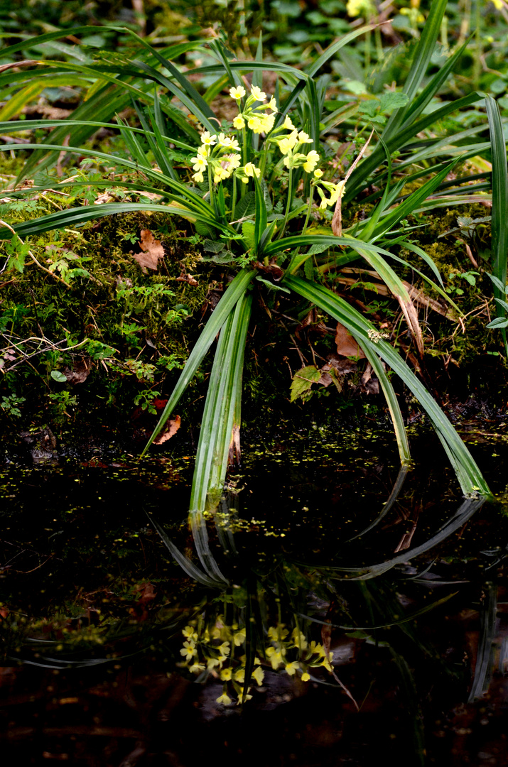 Wasserspiegel