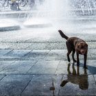 Wasserspiegelschattenhund