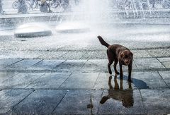 Wasserspiegelschattenhund