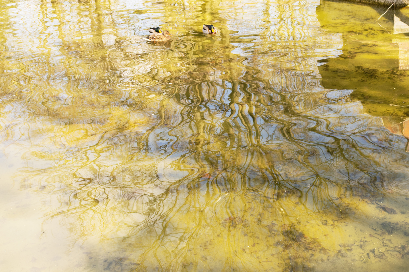 Wasserspiegelung