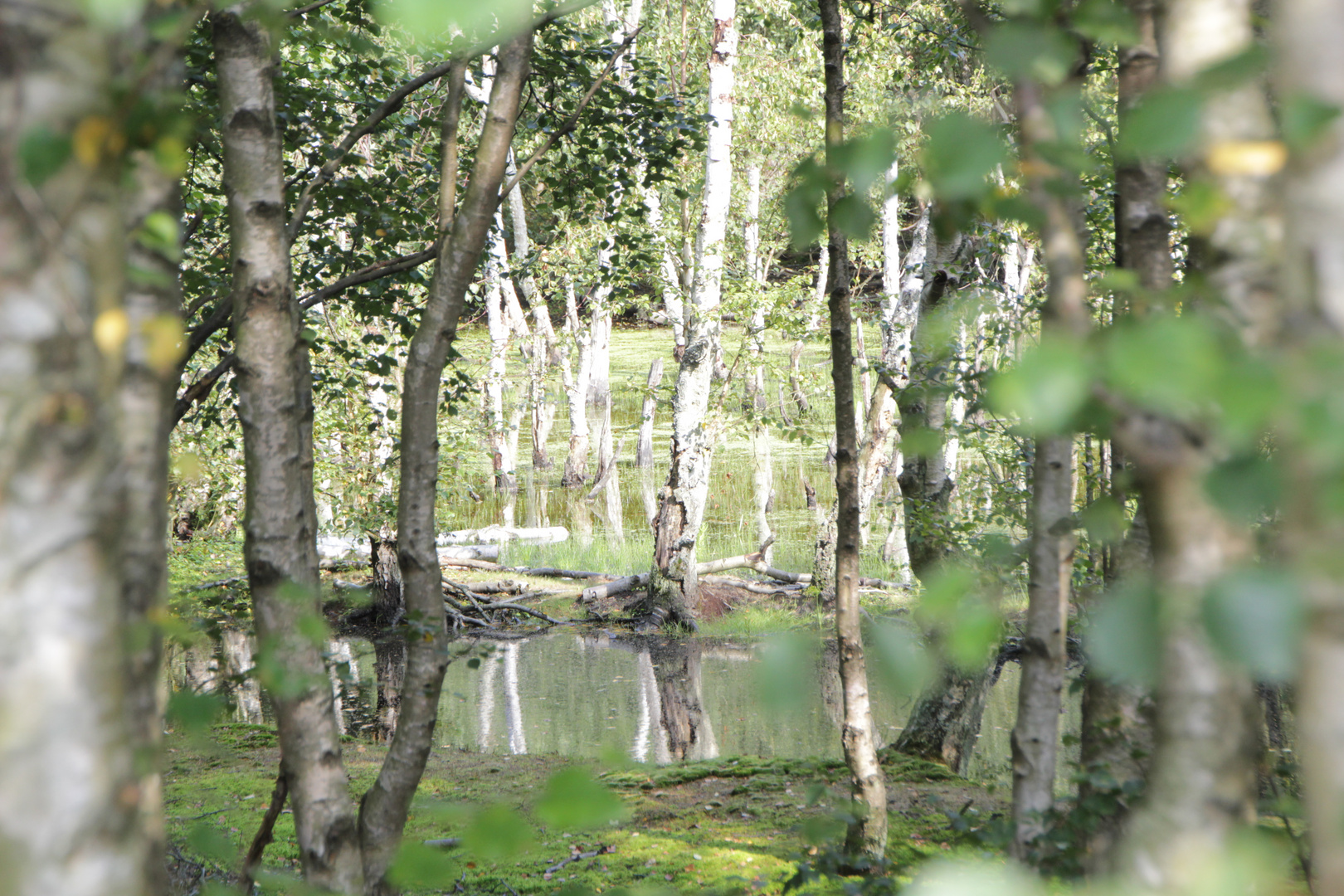 Wasserspiegelung