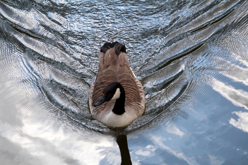 Wasserspiegelung