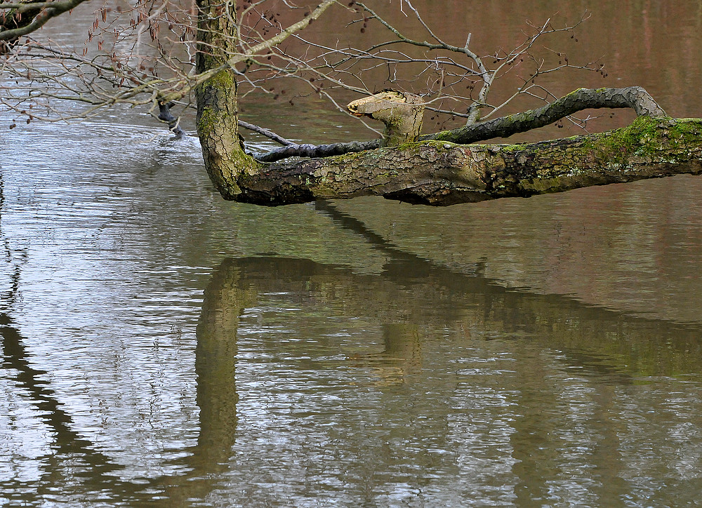 Wasserspiegelung