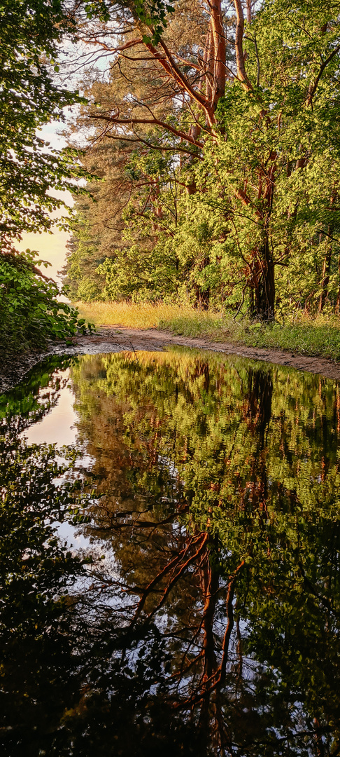 Wasserspiegelung 