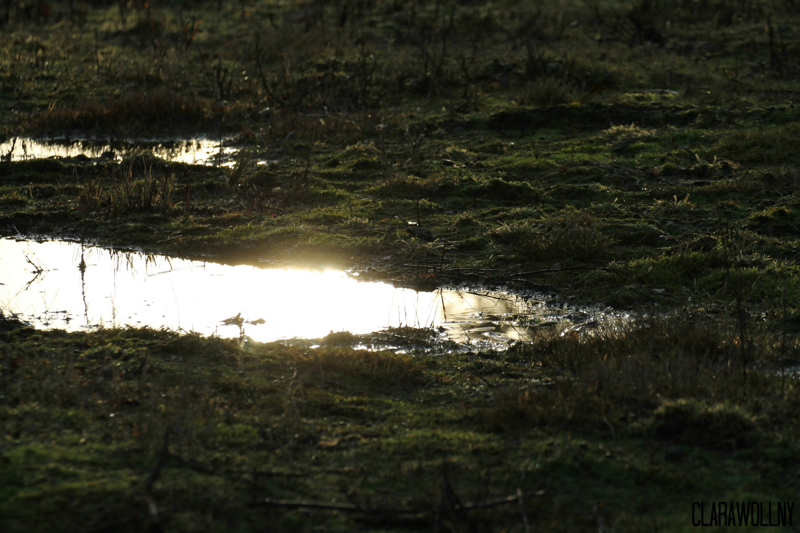 Wasserspiegelung