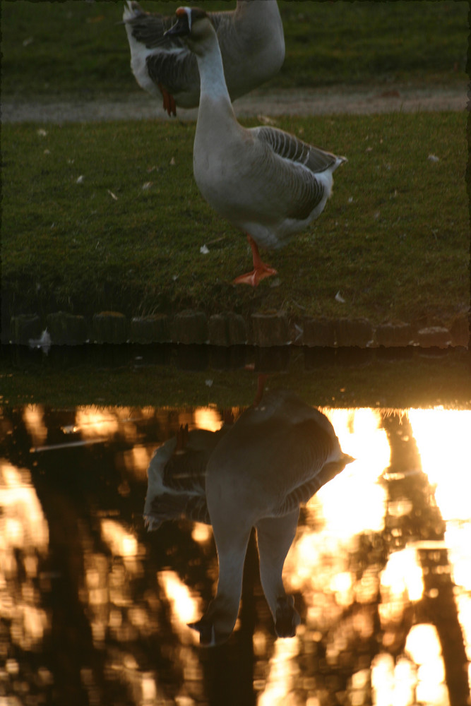 Wasserspiegelung