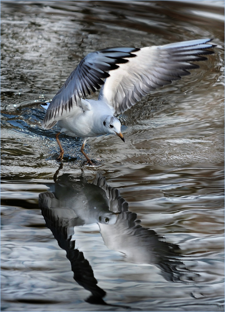 Wasserspiegelung