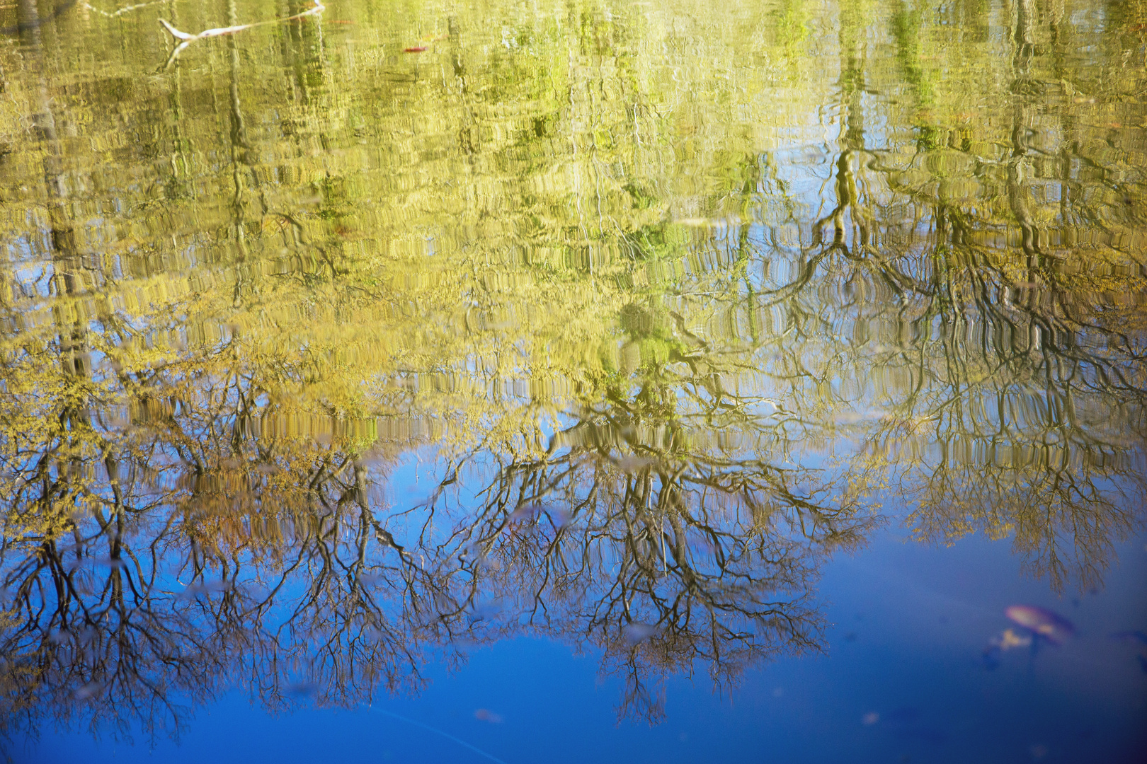 Wasserspiegelung alter Eichen