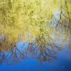 Wasserspiegelung alter Eichen