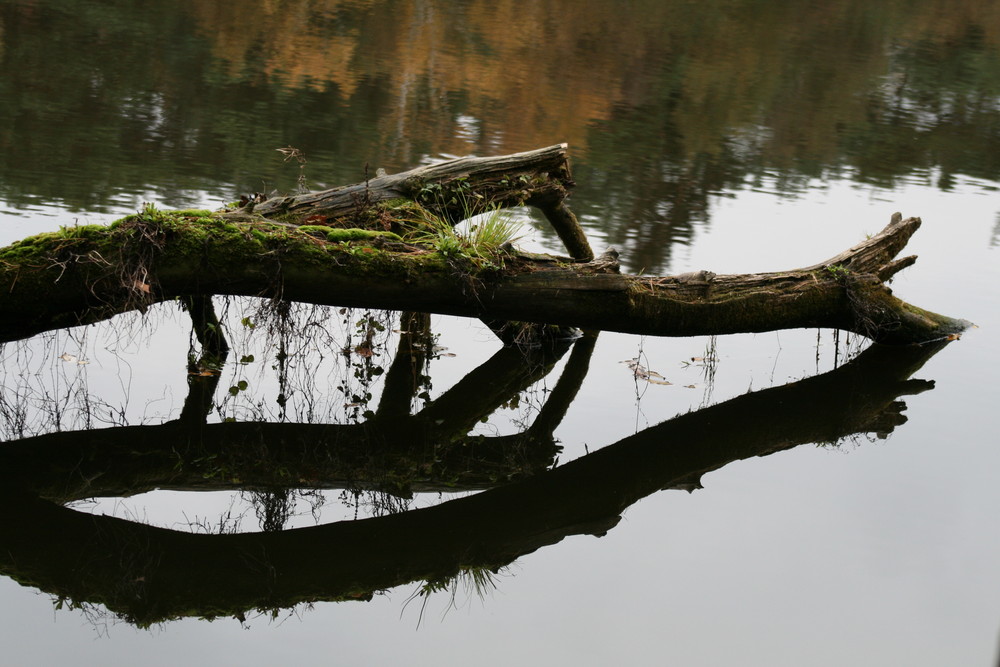 wasserspiegelung