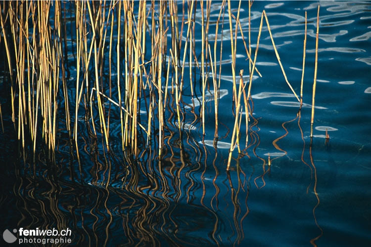 Wasserspiegelung