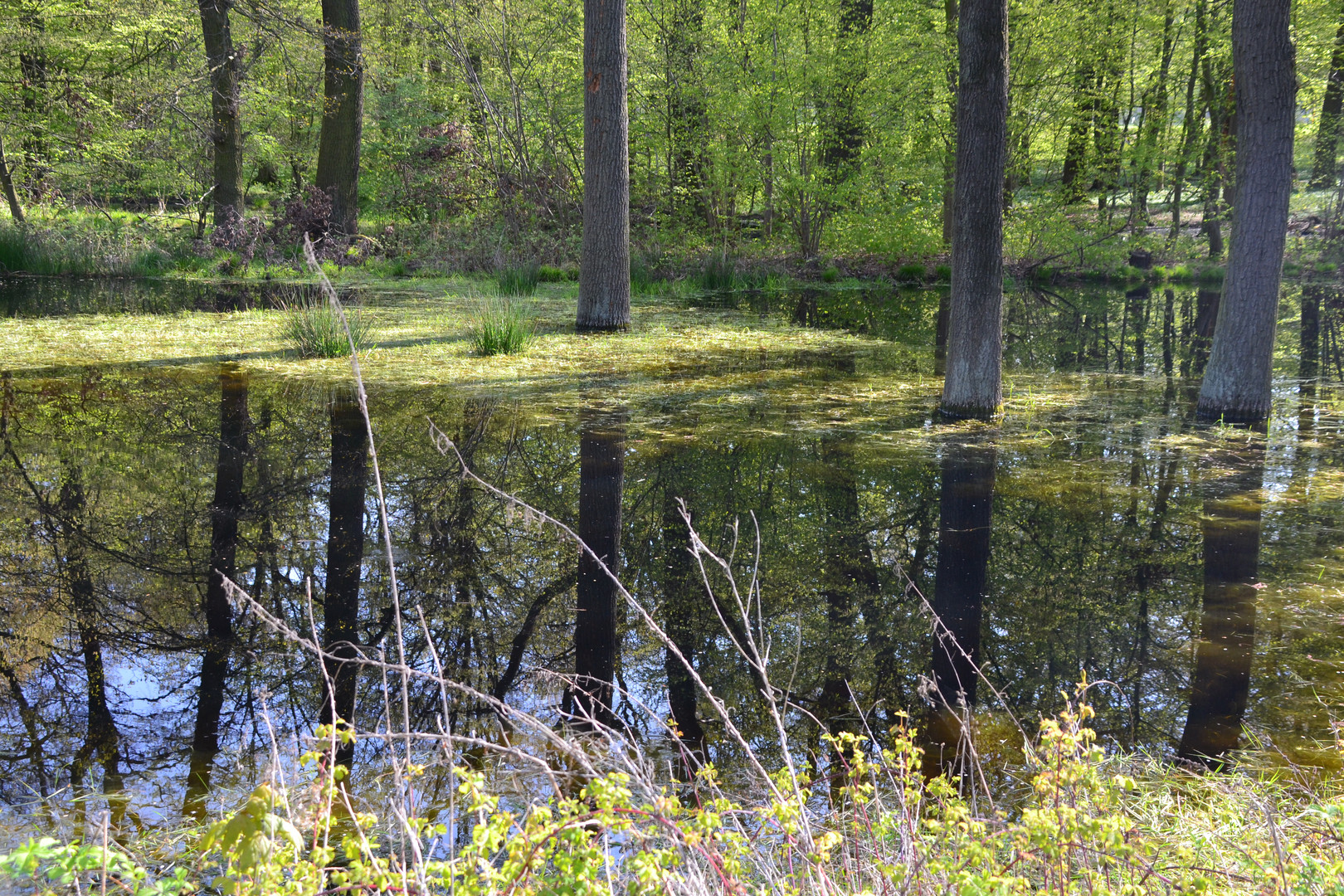 wasserspiegelung