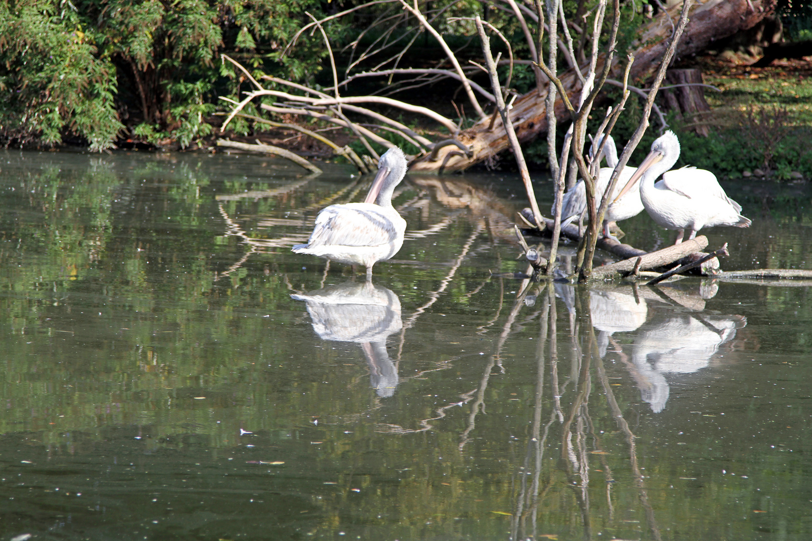 Wasserspiegelung der Pelikane im Zoo Heidelberg