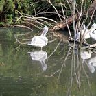 Wasserspiegelung der Pelikane im Zoo Heidelberg