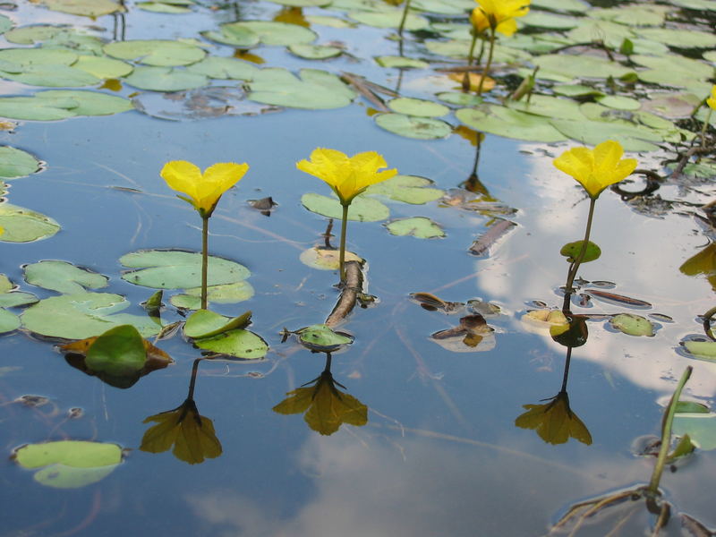 Wasserspiegelung