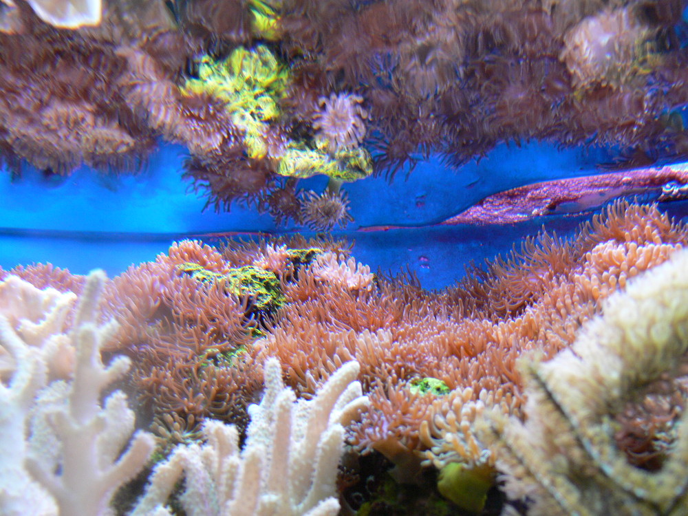 Wasserspiegelung im Aquarium