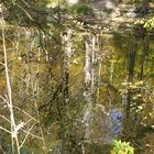 Wasserspiegelung im Bärensee 