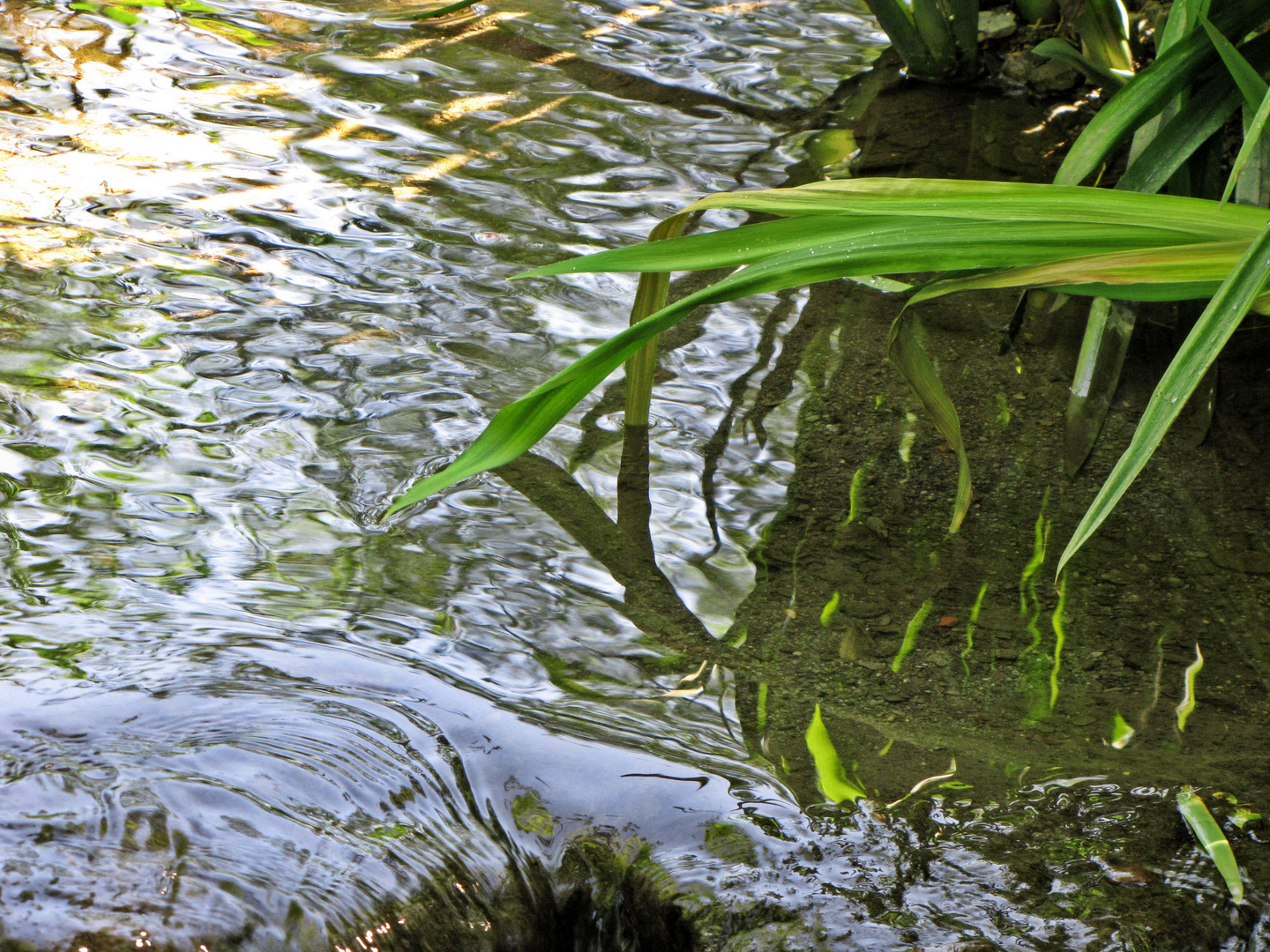 Wasserspiegelung im Fluss