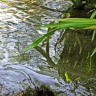 Wasserspiegelung im Fluss