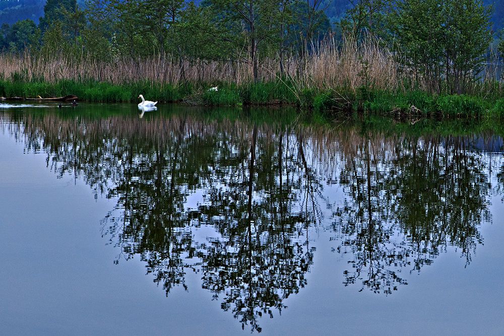 Wasserspiegelung im Frühling