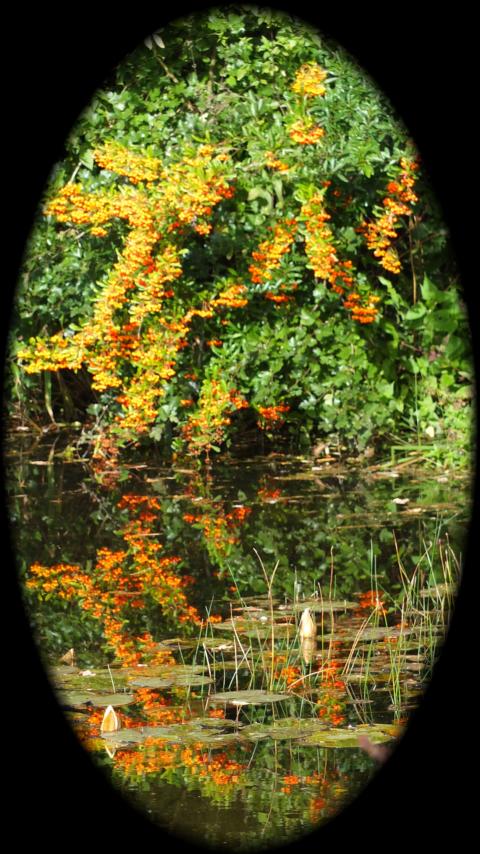 Wasserspiegelung im Herbst