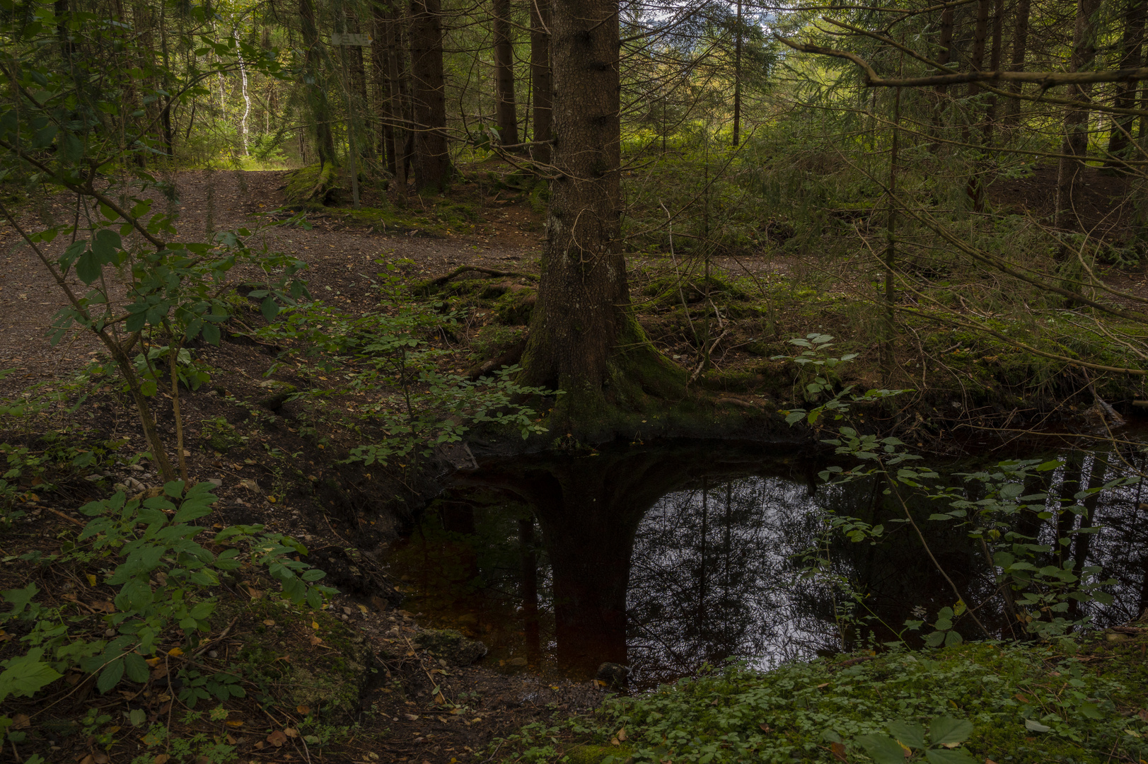 Wasserspiegelung im Moos