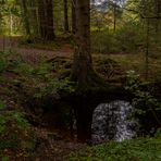 Wasserspiegelung im Moos