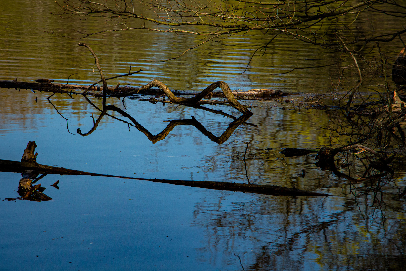 Wasserspiegelung im Oberwald Karlsruhe