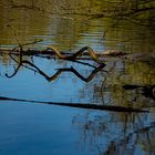 Wasserspiegelung im Oberwald Karlsruhe