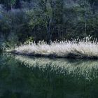 Wasserspiegelung in der Altmühl