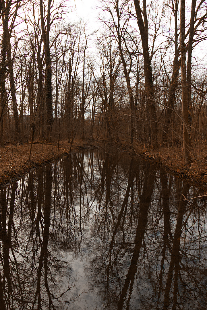 Wasserspiegelung in der Puchheimer Au