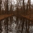 Wasserspiegelung in der Puchheimer Au