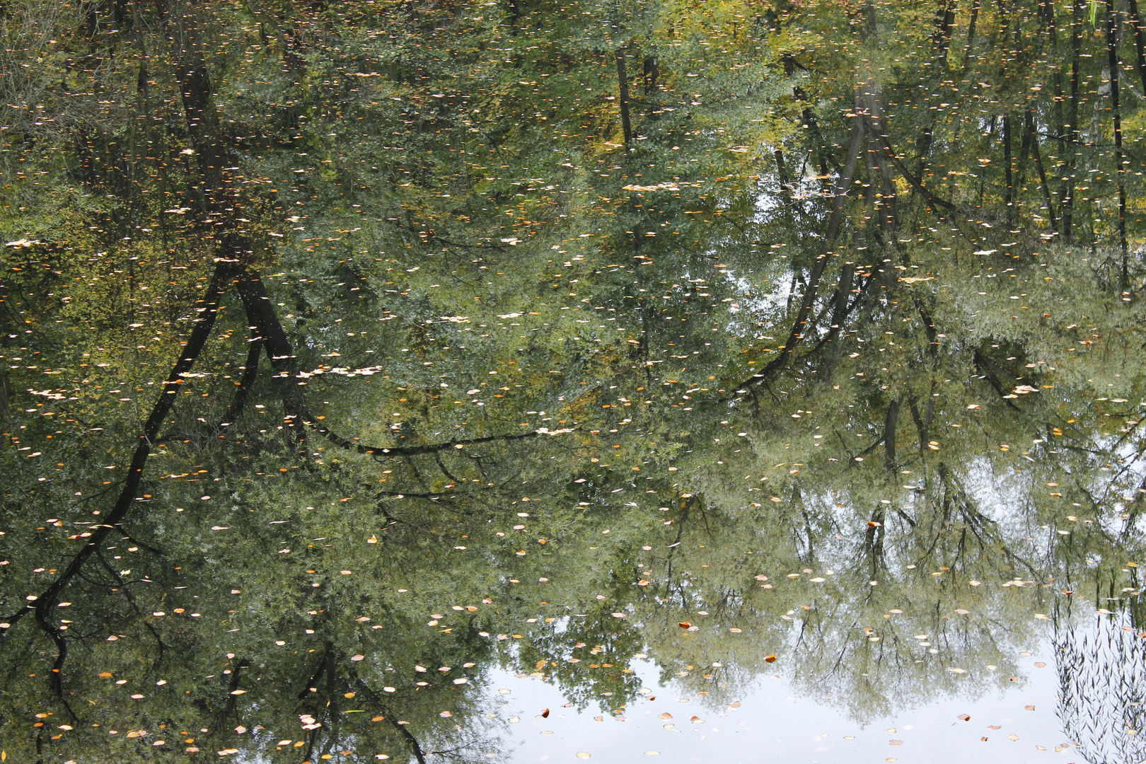 Wasserspiegelung in der Rehberge-Berlin