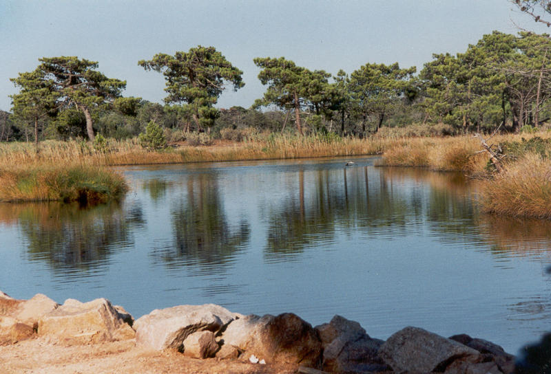 Wasserspiegelung-Korsika