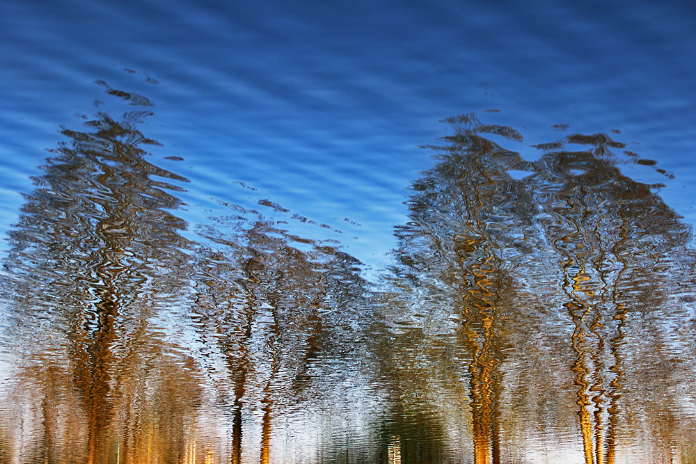 Wasserspiegelung mit Bäumen auf dem Kopf