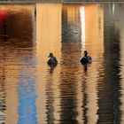 Wasserspiegelung mit Entenpärchen