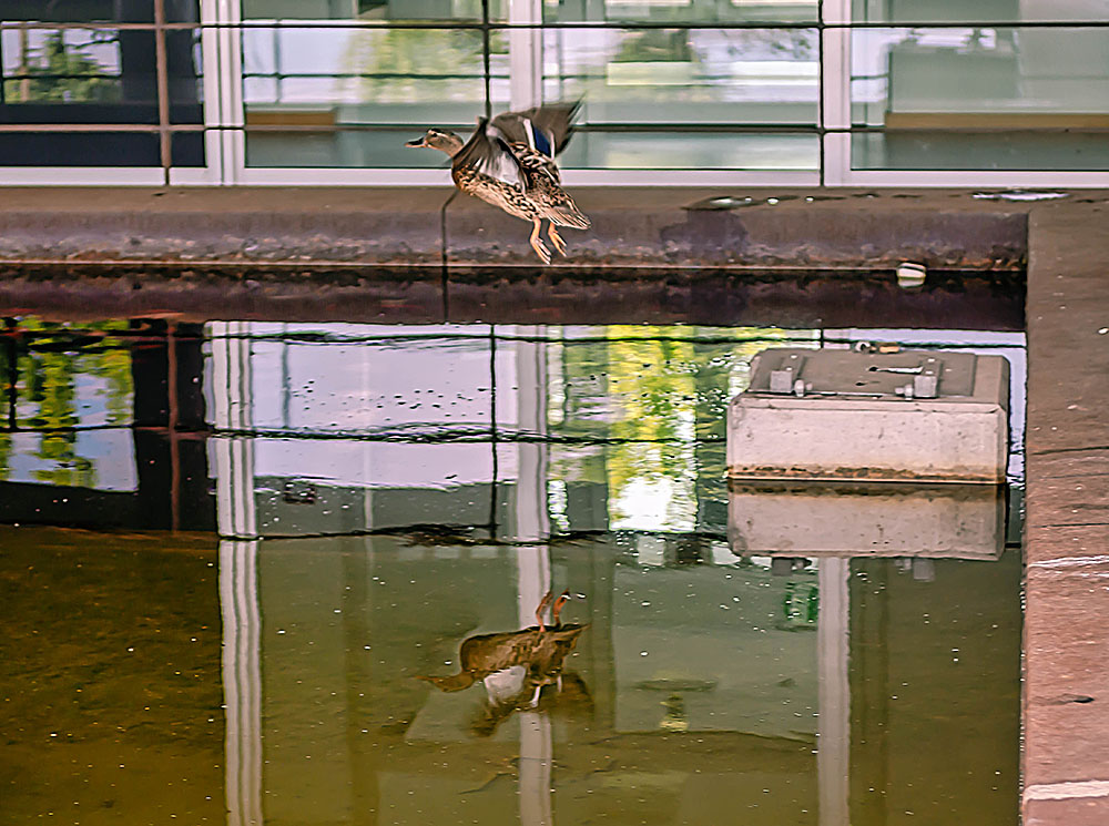 Wasserspiegelung Spiegeltag