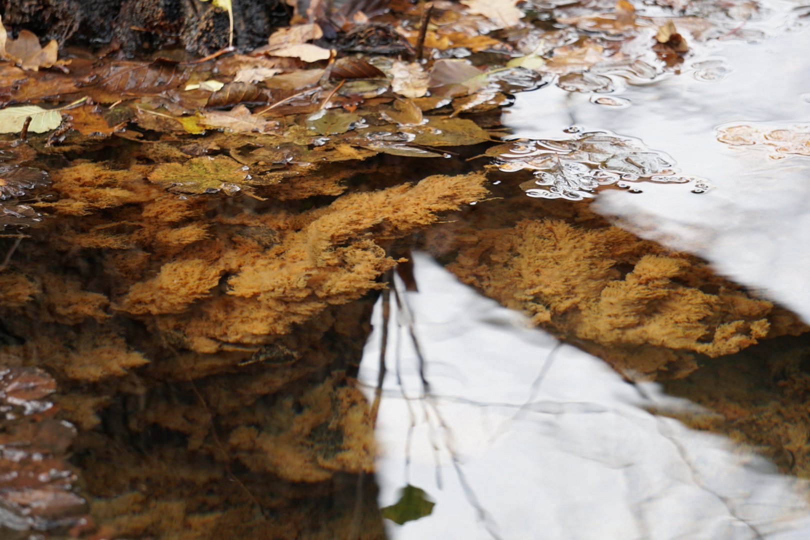 Wasserspiegelungen Herbst 