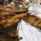 Wasserspiegelungen Herbst 