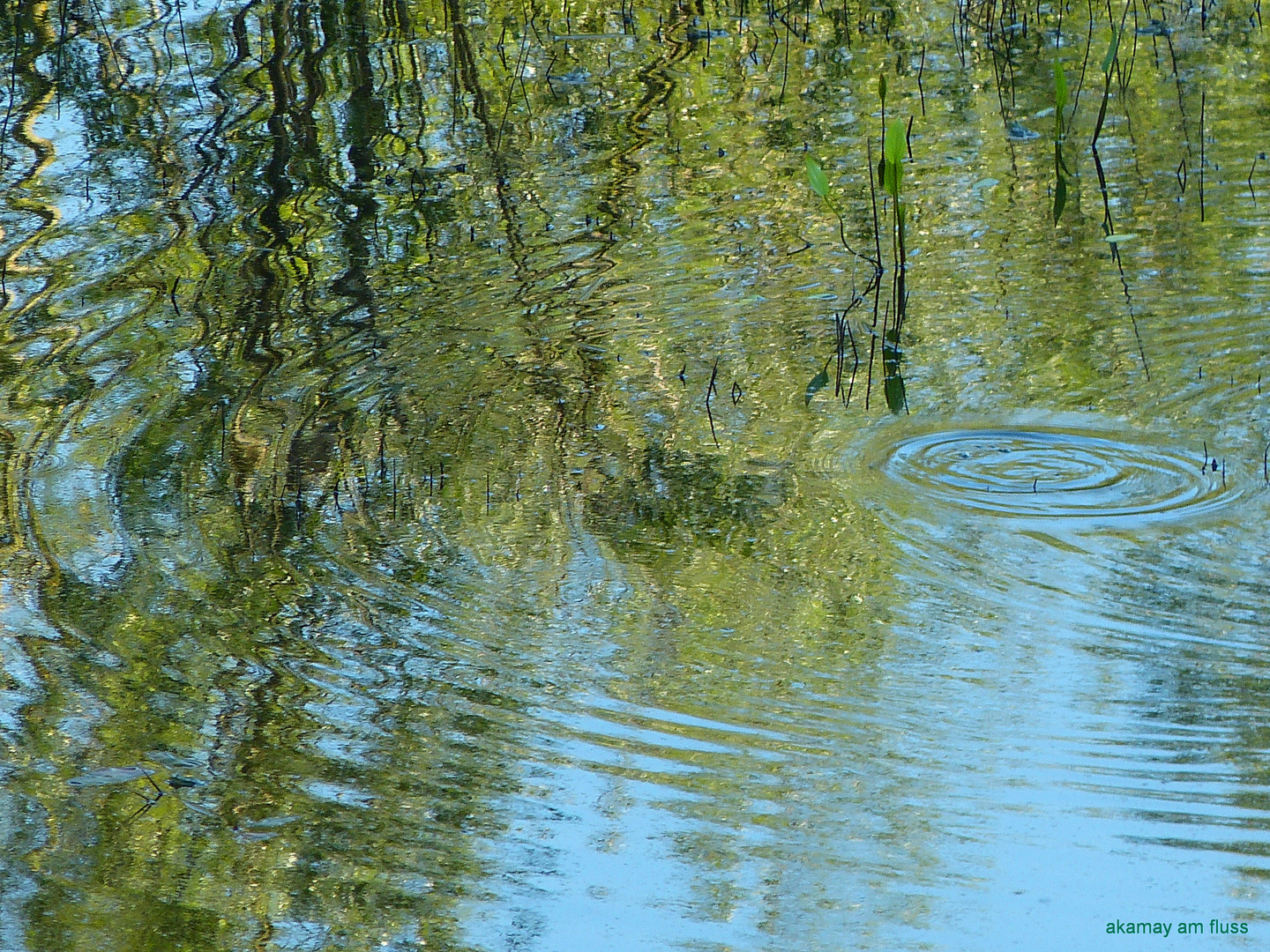 Wasserspiegelungen -Naturschutzgebiet In den Eichen (Weser)