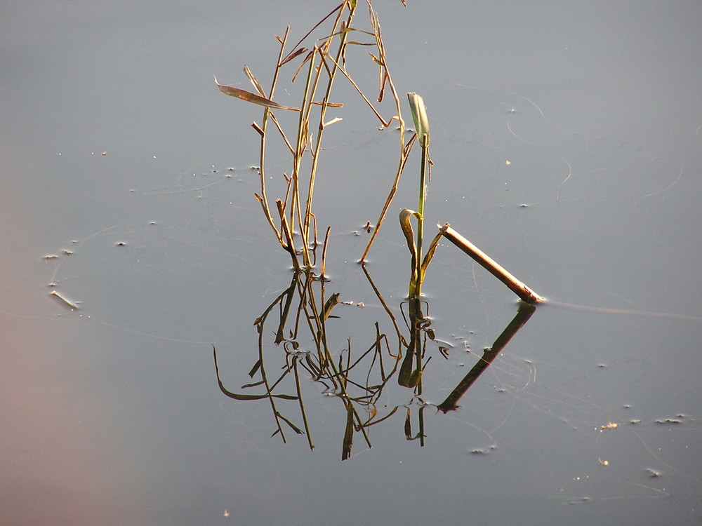 Wasserspieglung