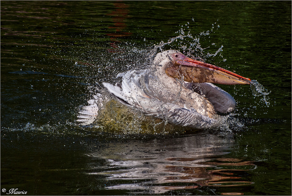 > WASSERSPIEL 