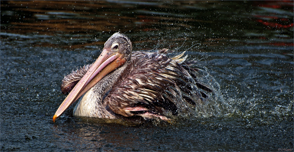 WASSERSPIEL