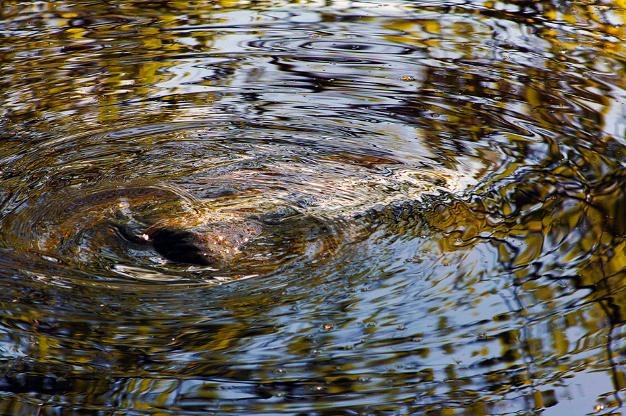 Wasserspiel