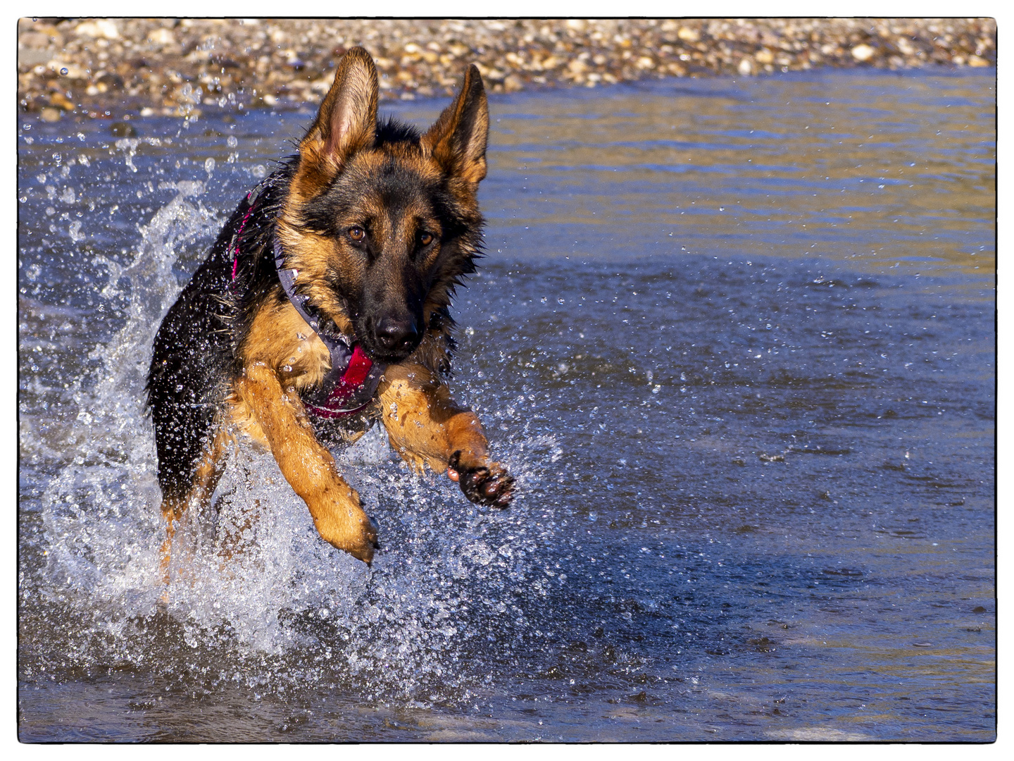 Wasserspiel am Rhein