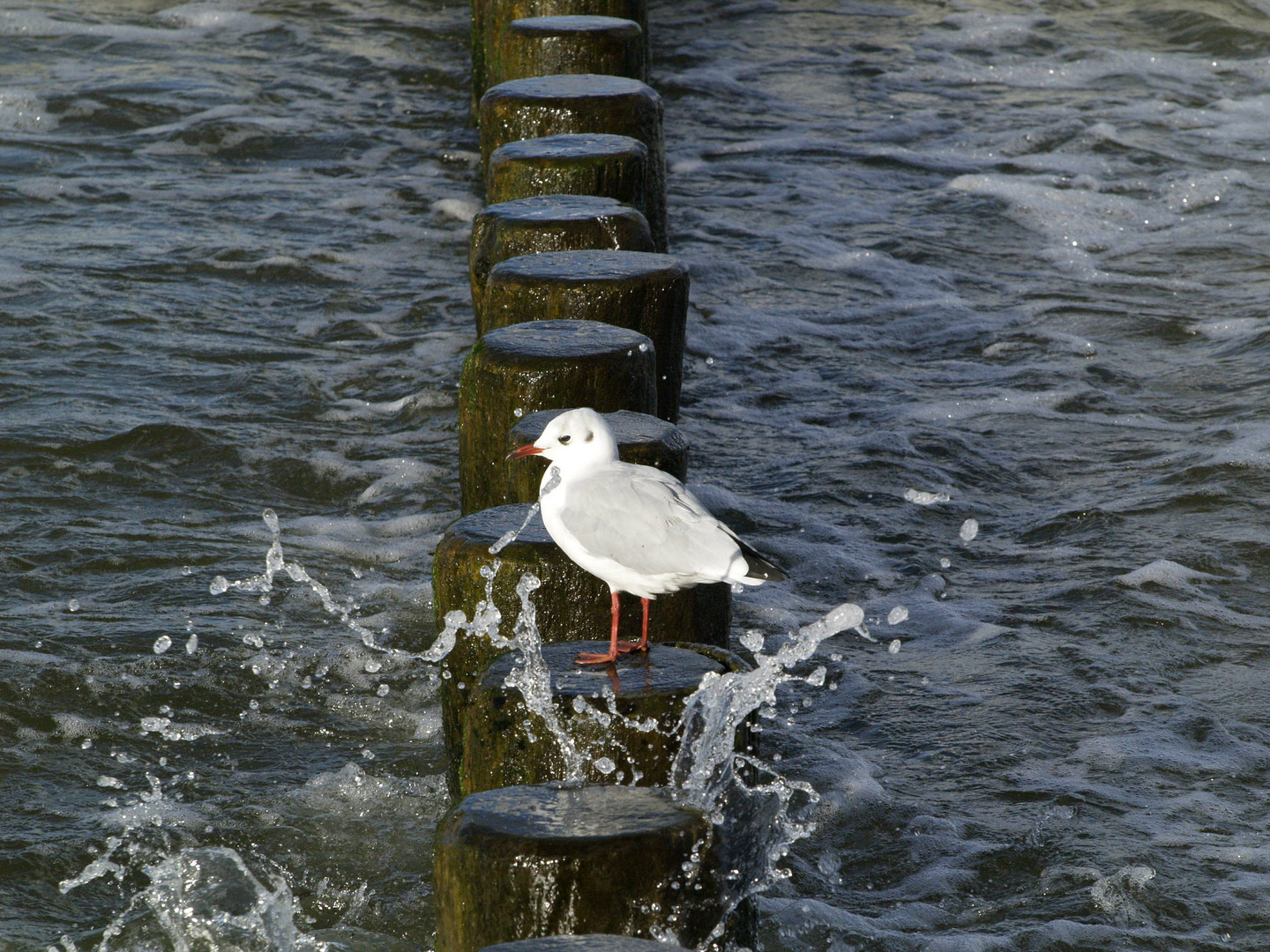 Wasserspiel mit Möwe