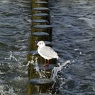 Wasserspiel mit Möwe