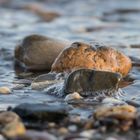 Wasserspiel um Steine am Rhein