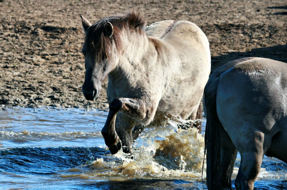 Wasserspiele 2