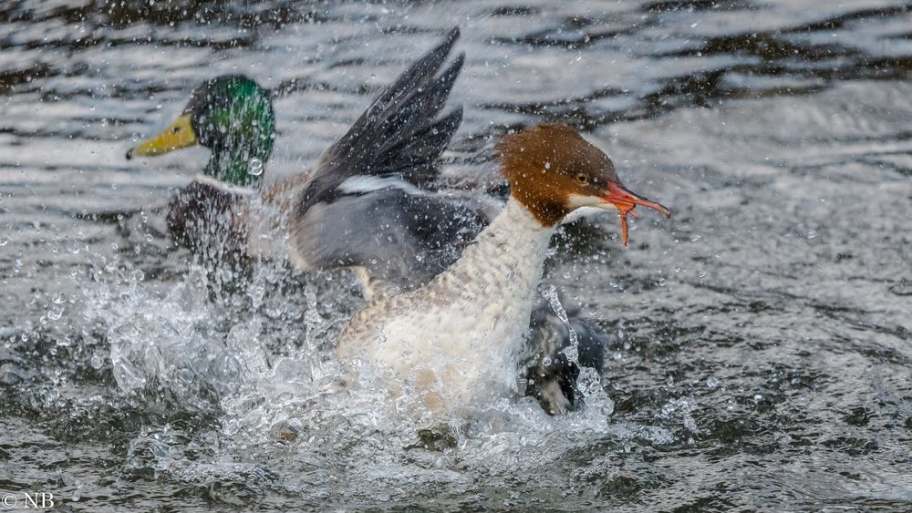 "Wasserspiele 2023"